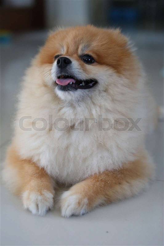 Fluffy brown pomeranian dog cute pets happy in home, stock photo