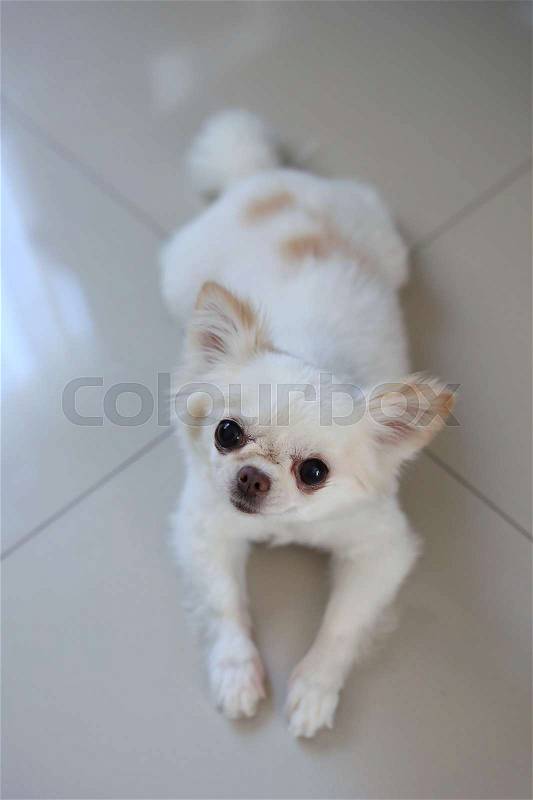 White chihuahua dog laying in home, small adorable cute pets looking at camera, stock photo