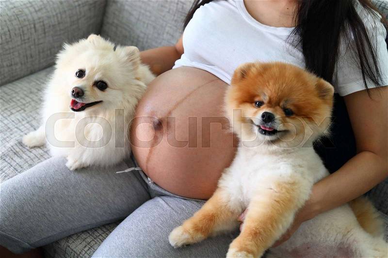 Woman pregnant 9 month and pomeranian dog cute pets, stock photo