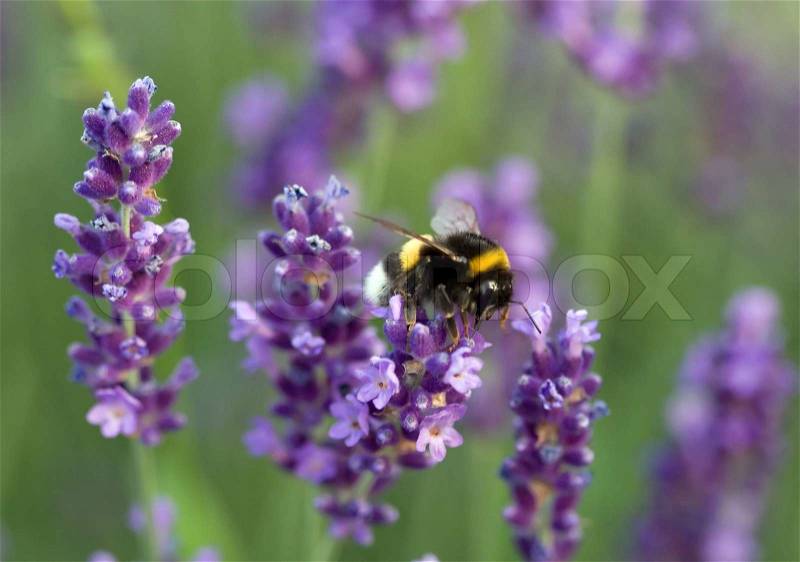 Bumblebee collecting lavender honey, stock photo