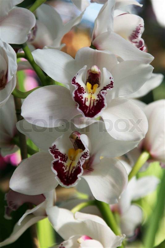 Orchid in winter garden on the Mainau island Germany, stock photo