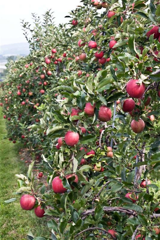 Apple garden with riped apples, stock photo