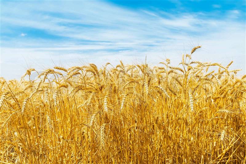 Gold crop in field and clouds in blue sky over it, stock photo