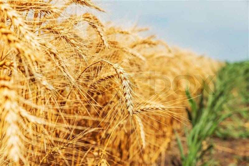 Wheat spike close-up in the field, stock photo