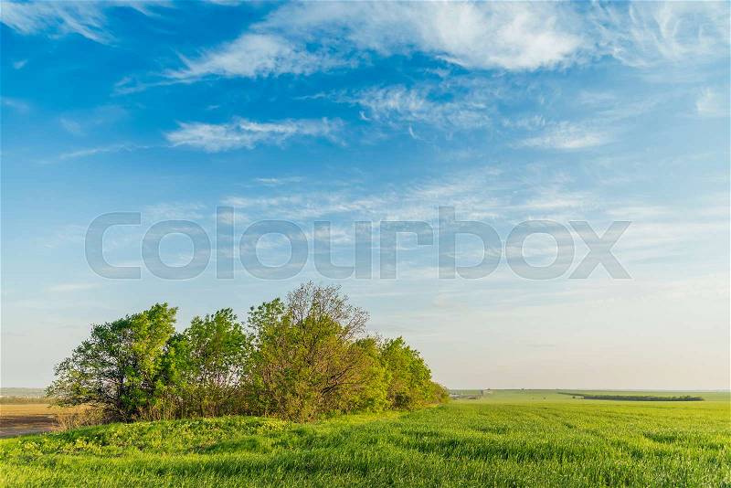 Green meadow in sunset time and blue sky, stock photo