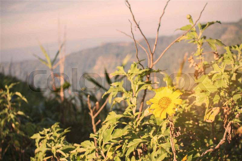 Flowers in the mountains with daylight, stock photo