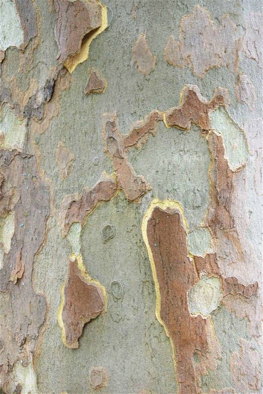 Tree bark, stock photo