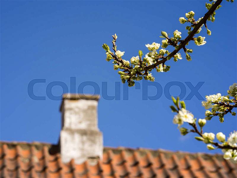 Close-up of roof and chimney against the blue sky with blushing apple trees in the foreground, stock photo