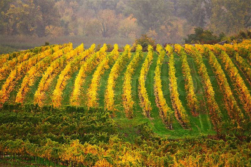 Panorama of Wachau valley. Colorful autumn in vine yards, Austria. Hills of Lower Austria, stock photo