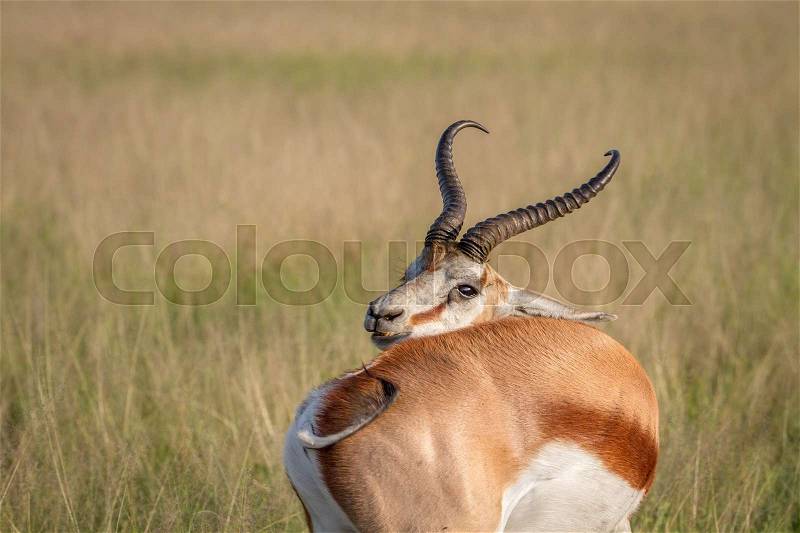 Springbok scratching itself in the Central Kalahari, Botswana, stock photo