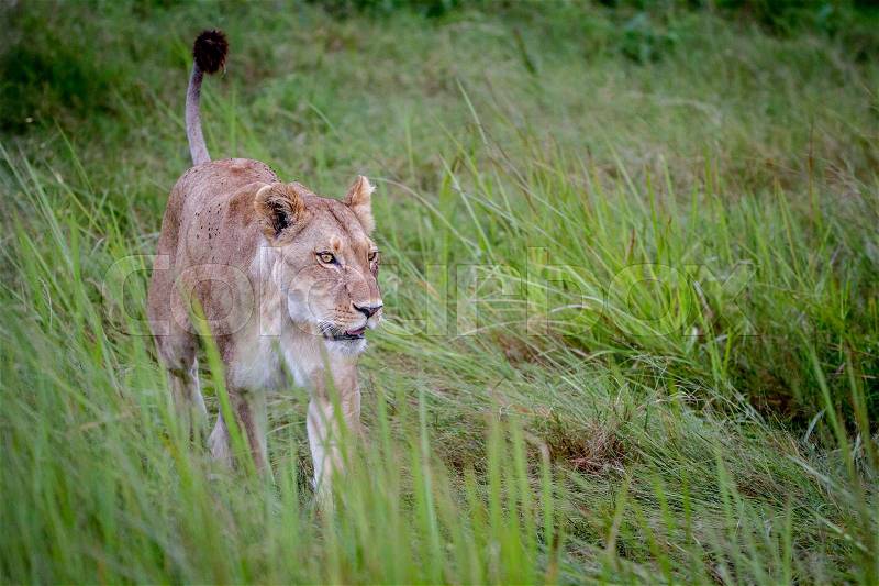 Female Lion walking in the grass in the Okavango Delta, Botswana, stock photo