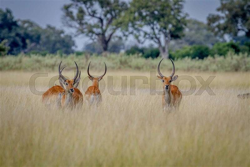 Group of Lechwes standing in the long grass in the Okavango Delta, Botswana, stock photo