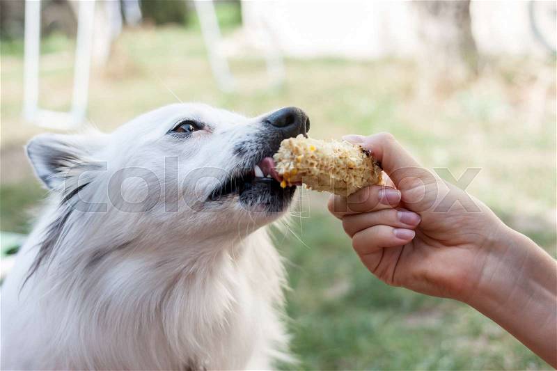 Female hand feeding white dog with corn, stock photo