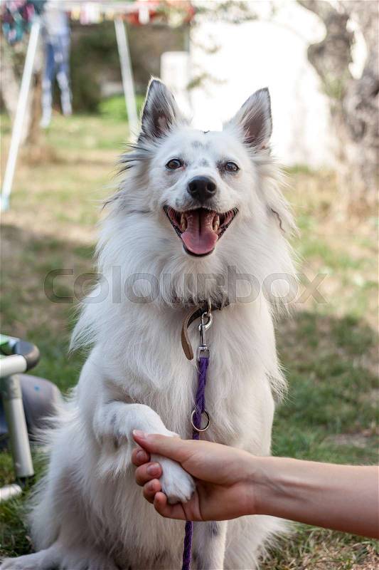 Handshake between white dog puppy and female hand, stock photo