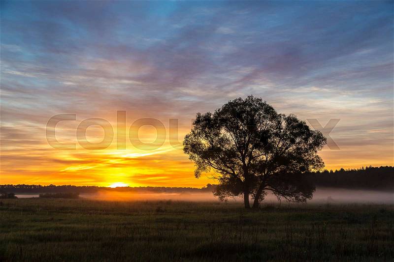 Beautiful sunrise over green field and single tree in a summer morning, stock photo