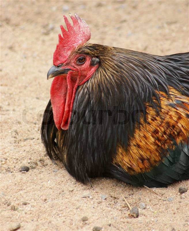 Sideways portrait of a colorful chicken while resting on sandy ground, stock photo