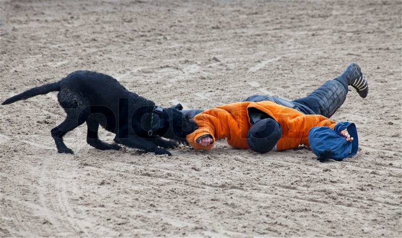 Police dog attacking suspected crime at training, stock photo