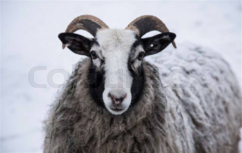 An animal portrait of a beautiful sheep with a snow in wool, stock photo