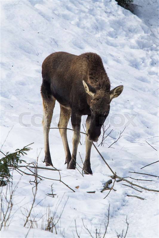 An animal portrait of an European moose in the winter in a forest, stock photo