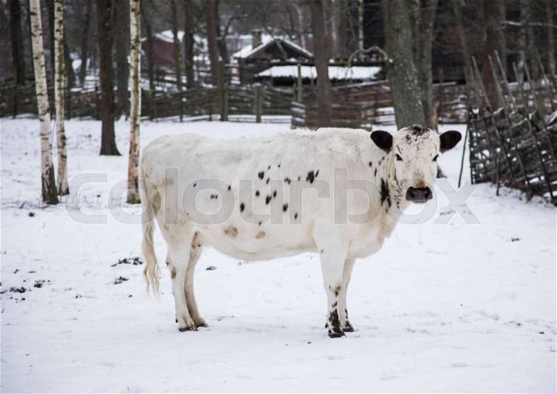 A portrait of white cow in winter, stock photo