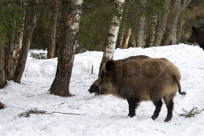 An animal portrait of an adult wild boar in the winter, stock photo