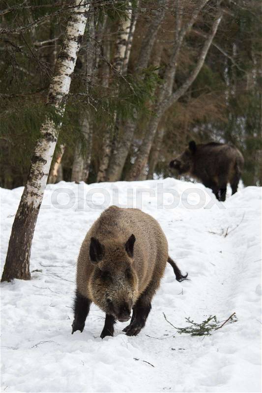An animal portrait of an adult wild boar in the winter, stock photo