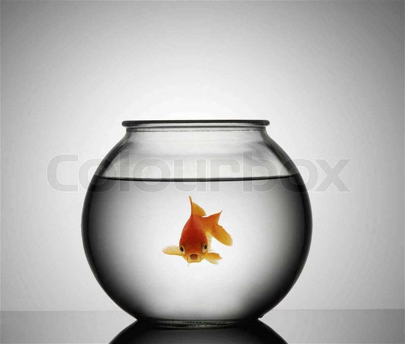 Gold fish isolated on a white, stock photo