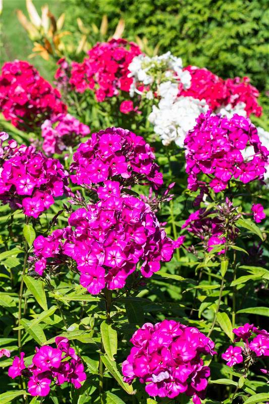 Bright flowering plants in the garden on sunny day. Studio Photo , stock photo