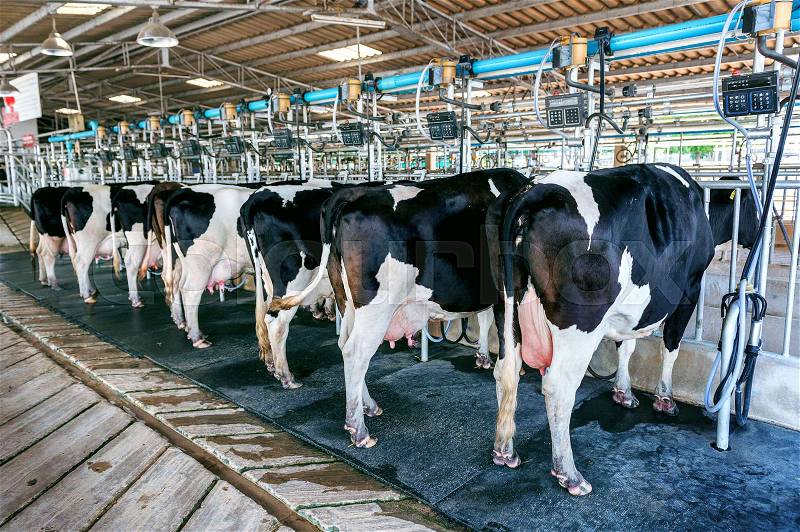 Cows in farm, Cow milking facility with modern milking machines, stock photo