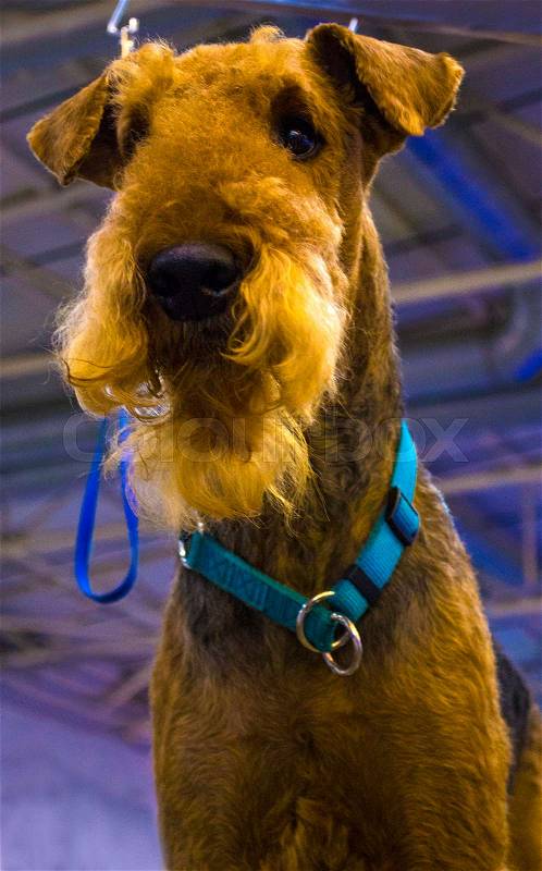 Airedale Terrier dog. Portrait of purebred dog Irish Terrier, stock photo