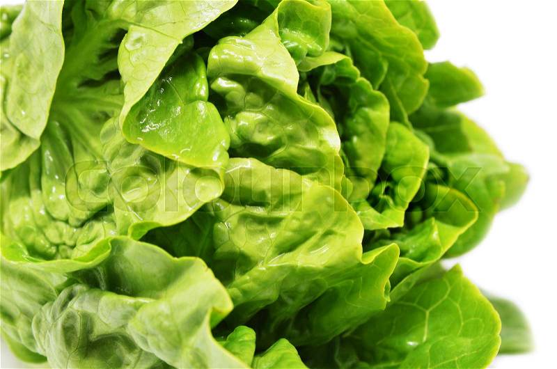 Green butter head lettuce isolated on white, stock photo