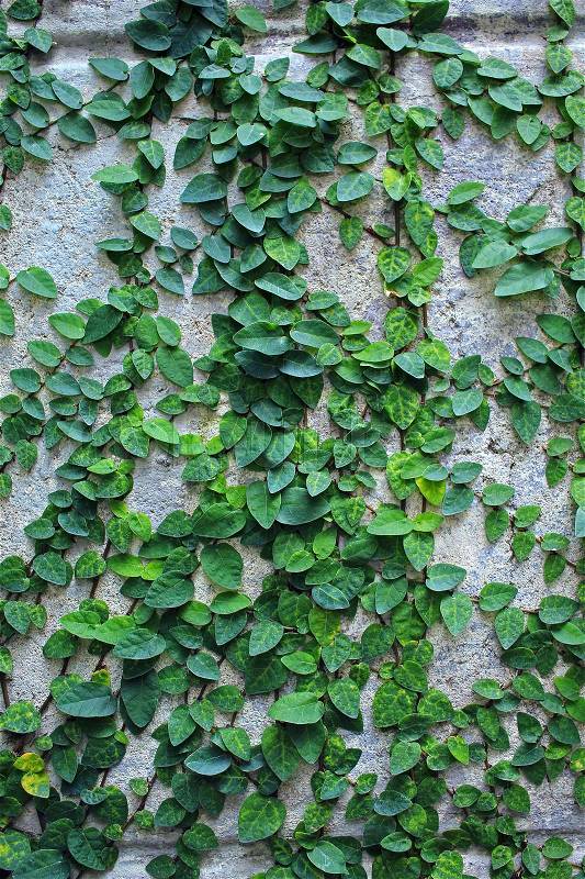 Green creeper plant on wall, stock photo