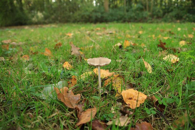 Wonderful blooming wild mushroom between the fallen leaves in the grass in the park in the village Abbenbroek in the beautiful autumn, stock photo