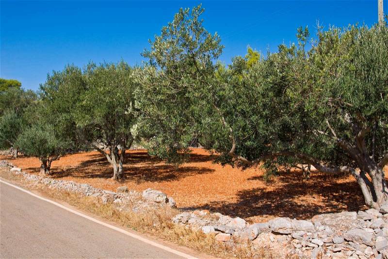 Olive field on island Hvar - Croatia, stock photo