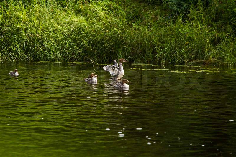 Beautiful young great crested grebe birds swimming in the river. Country landscape with birds, stock photo