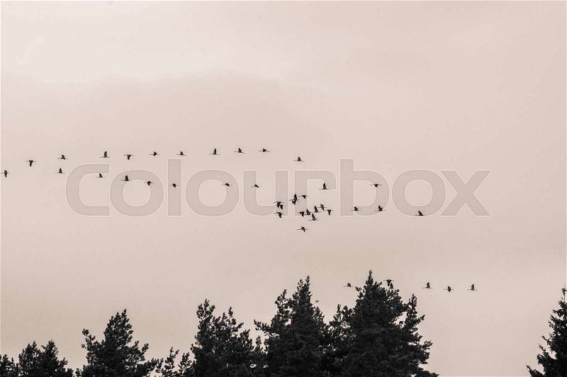 A beautiful formation of a migratory birds in autumn. Cranes flying to the south in fall. Monochrome photograph, stock photo