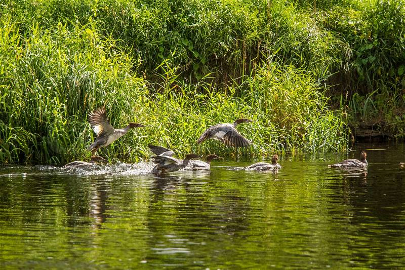 Beautiful young great crested grebe birds swimming in the river. Country landscape with birds, stock photo