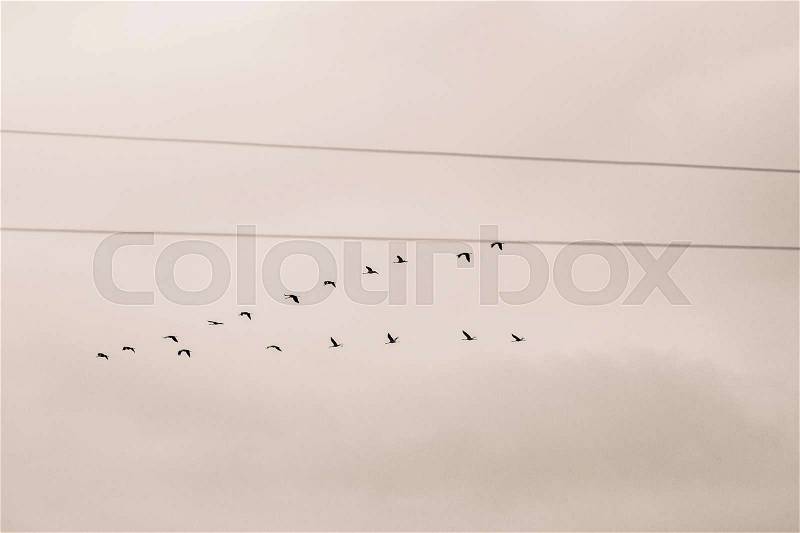 A beautiful formation of a migratory birds in autumn. Cranes flying to the south in fall. Monochrome photograph, stock photo
