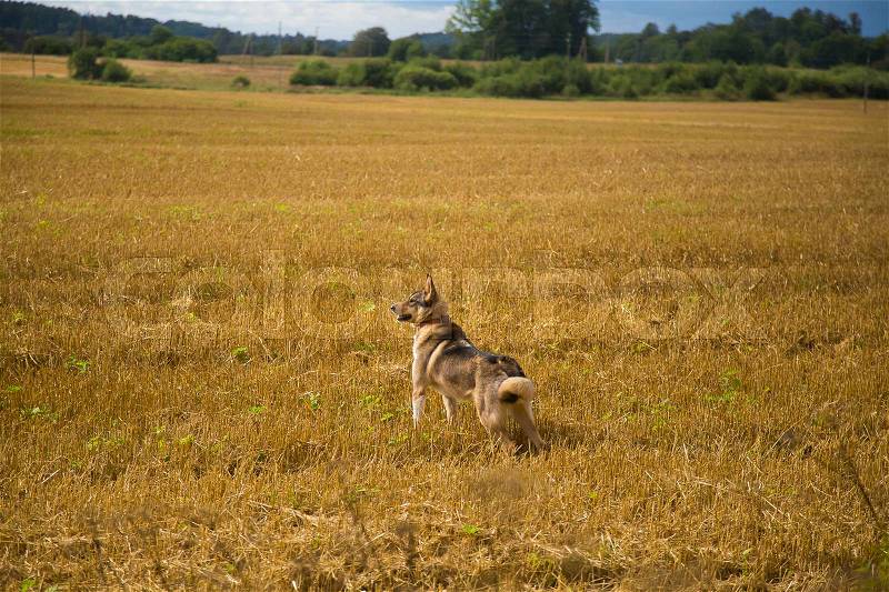 A friendly wolf like hunting dog enjoying free time in the field. Dog walk in the countryside, stock photo