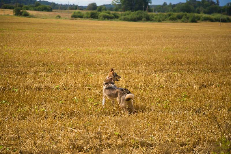 A friendly wolf like hunting dog enjoying free time in the field. Dog walk in the countryside, stock photo