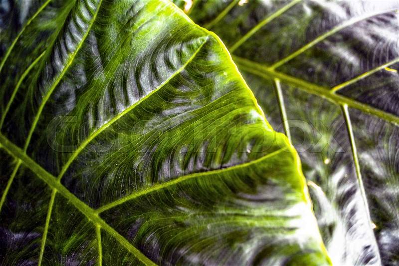 Green dark leaf texture. Leaf texture background, stock photo