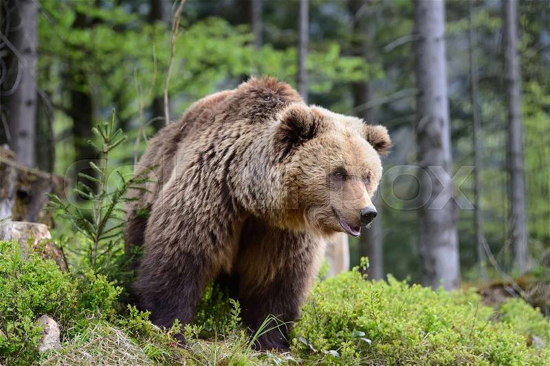 Big brown bear in the forest in the summer, stock photo