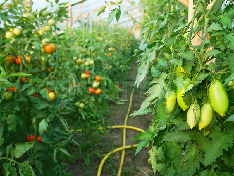 Green elongated tomatoes ripening in wooden greenhouse in summertime, stock photo