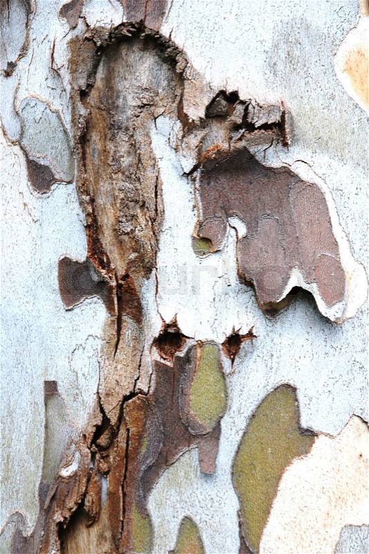 Tree bark, stock photo