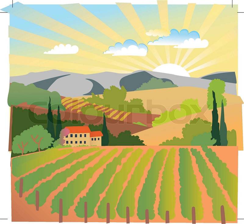Summer solar rural landscape with a sunset, vineyard and mountains, vector