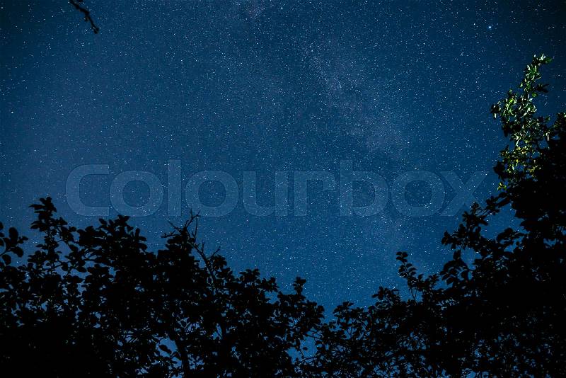 Blue dark night sky with many stars above field of trees. Milkyway cosmos background, stock photo