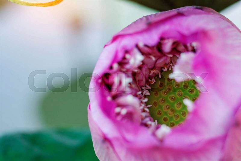 Pink lotus and seeds with the pond background, stock photo