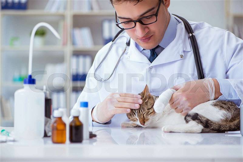 Cat visiting vet for regular check up, stock photo