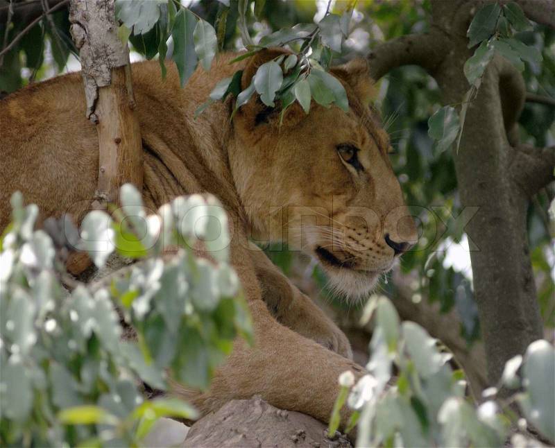 Lion in a african tree, stock photo