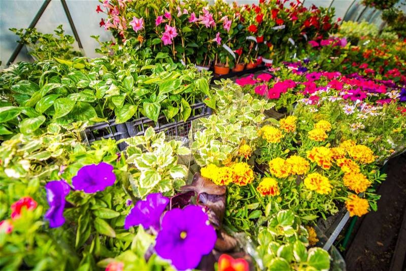 Seasonal Flowers Sale. Flower and other Plants For Sale in the Garden Store, stock photo
